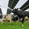 photo  les projets d’agrivoltaïsme se développent en france, comme ici à souleuvre-en-bocage, dans le calvados. 