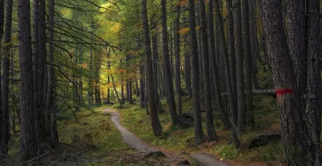 photo  le corps sans vie de la jeune fille a été retrouvé dans une zone boisée, à lormont (gironde), jeudi 29 janvier 2026. photo d’illustration.  &copy;  pixabay / camera-man 