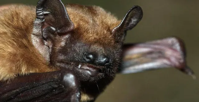photo  en sarthe, un projet éolien pourrait ne jamais voir le jour au nom de la préservation de la noctule commune, espèce de chauves-souris protégée.  &copy;  archives ouest-france 
