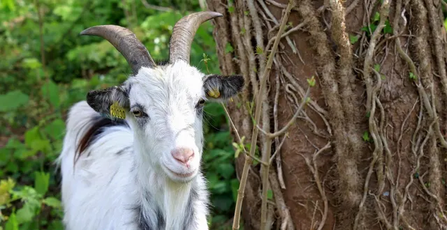 photo  200 chèvres auraient péri dans l’incendie d’une exploitation en maine-et-loire.  &copy;  michel coupard/ouest-france 