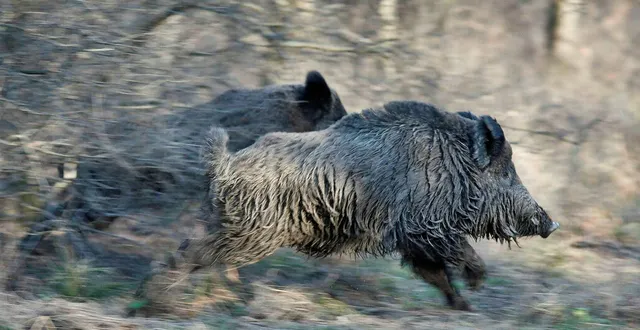 photo  des battues aux sangliers vont être organisées à angers.  &copy;  ouest-france 