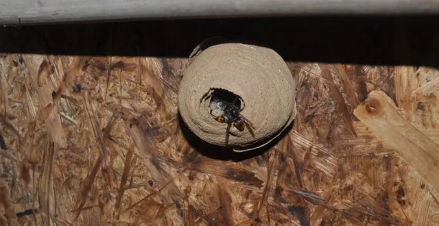photo  un nid primaire tel qu’on peut en trouver en février, avec une reine et des larves. ici dans un cabanon.  &copy;  photo fernand pineau/gds49 