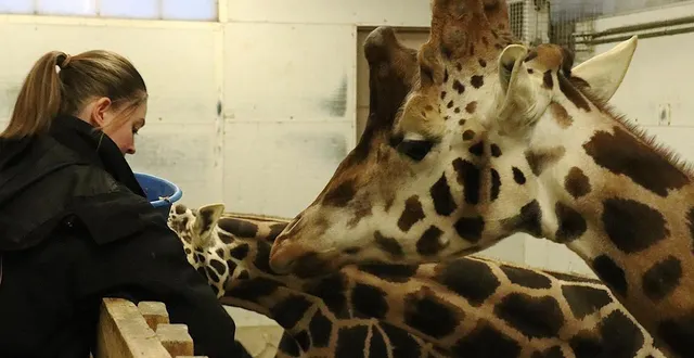 photo  julie leclerc, soigneuse au cerza, commence ici sa journée par le petit-déjeuner des girafes.  &copy;  ouest-france 