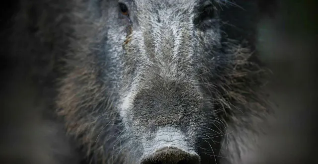 photo  seize sangliers ont été attrapés par piégeage depuis début décembre sur le site des ardoisières (photo d’illustration).  &copy;  archives ml - denis lambert 