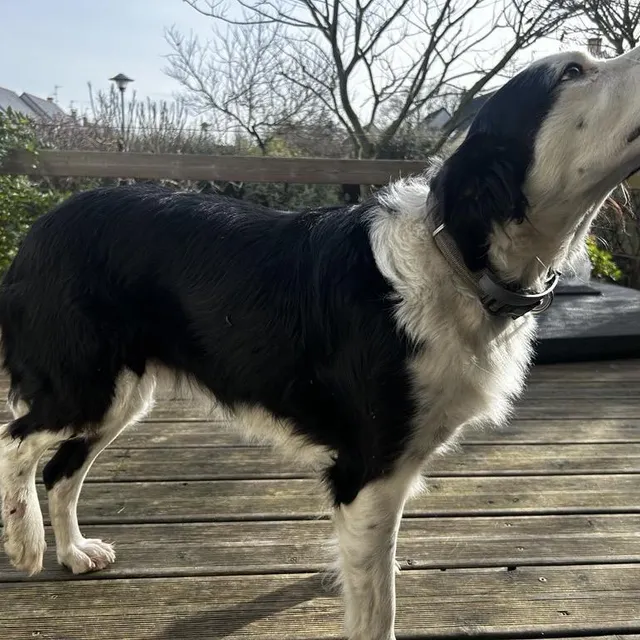 photo chess, chienne border collie de 3 ans, a été attaquée par un sanglier.  ©  co