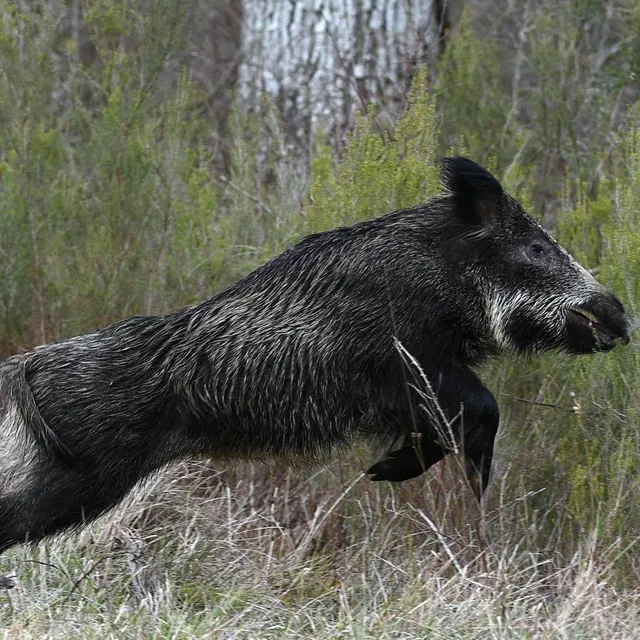 photo pour me alice roumestant, avocate spécialisée en droit routier au barreau d’angers, les responsabilités du concessionnaire de l’axe routier ou de l’état, les chasseurs et le propriétaire des lieux d’où provenait le gibier peuvent être engagées en cas d’accident de la route avec un sanglier (photo d’illustration).  ©  archives co - josselin clair