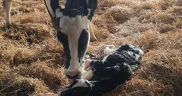 photo  berthe, une petite g�nisse, est n�e vendredi 30�janvier 2026 � saint-andr�-des-eaux�(c�tes-d’armor). 