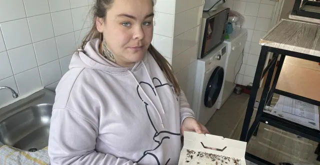 photo  victoire bédouet installe des pièges qui se remplissent à vue d’œil, révélant l’ampleur de l’infestation.  &copy;  co 