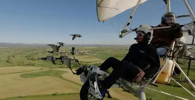 photo  sébastien sécher à bord de l’ulm, plus de 100 mètres au-dessus du sol, à quelques centimètres des bernaches nonnettes qui lui tiennent compagnie.  &copy;  bonne compagnie 