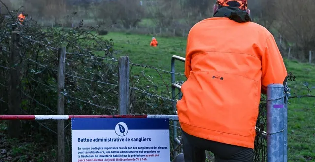 photo  une cinquantaine de chasseurs ont participé à cette battue administrative qui s’est soldée par la mort de trois sangliers.  &copy;  illustration le courrier de l’ouest - laurent combet 