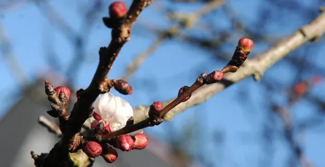 photo  la plantation des fruitiers est au programme, mardi matin 3 février.  &copy;  illustration co - michel durigneux 