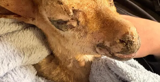 photo  rescapé d'un incendie survenu dans une exploitation agricole de beaupréau-en-mauges, un chevreau a été pris en charge par un centre de soins basé dans les pays de la loire.  &copy;  association futur 