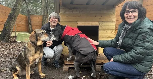photo  une cagnotte en ligne a été lancée par l’association de défense animale (afda) de la flèche (sarthe) pour rénover les sols des boxes des chiens du refuge.  &copy;  ouest france 