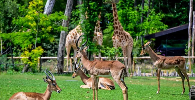 photo  cent trente salariés travaillent au zoo de la flèche qui compte quelque 1500 animaux.  &copy;  photo le maine libre - yvon loue 