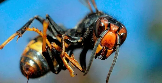 photo  les frelons asiatiques sont destructeurs dans l’orne.  &copy;  archives ouest-france 