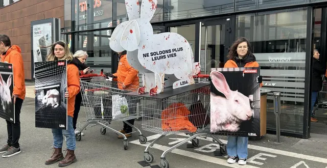 photo  à la suite de sa plainte, l’association l214 a mené plusieurs actions en direction du public. ici, devant le carrefour saint-serge, à angers (maine-et-loire), le 24 janvier 2026.  &copy;  archives ouest-france 