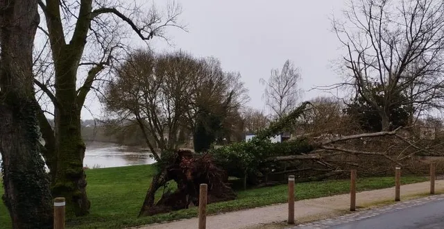 photo  un des gros peupliers des malpavés s’est arraché dimanche 1er février sans causer trop de dégâts ni de victime.  &copy;  ouest-france 