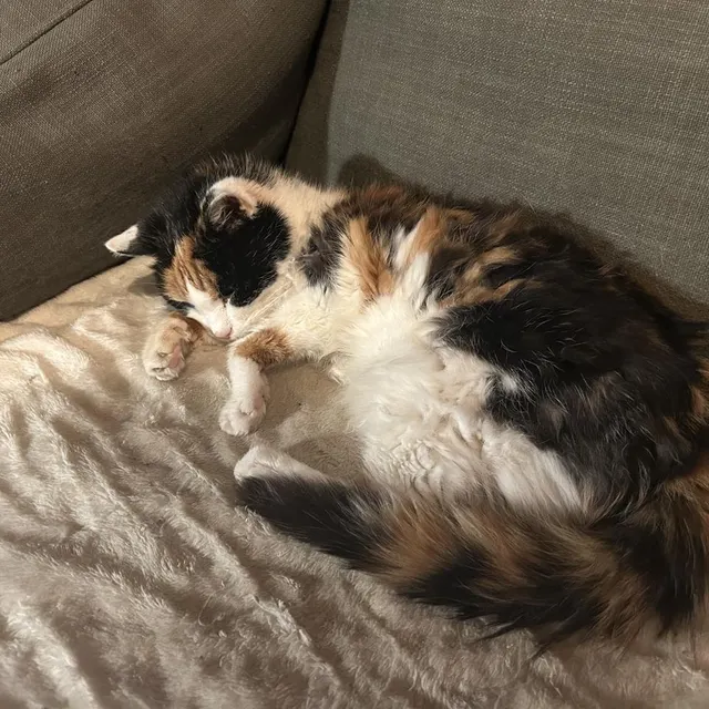 photo le chat justine, 26 ans.  ©  ouest-france