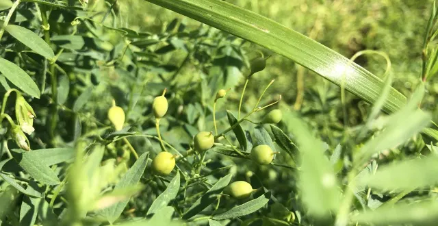photo  léa nature a décidé lundi la mise sur le marché de 6 nouvelles références de légumineuses, graines et céréalesbio origine france, avec des marges réduites, afin de soutenir les projets locaux.  &copy;  co - yves boiteau 