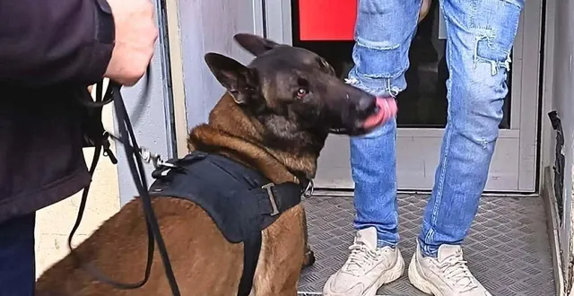 photo  la brigade cynophile s’est jointe à l’opération de sécurisation qui s’est déroulée en centre-ville du mans.  &copy;  ddpn 72 