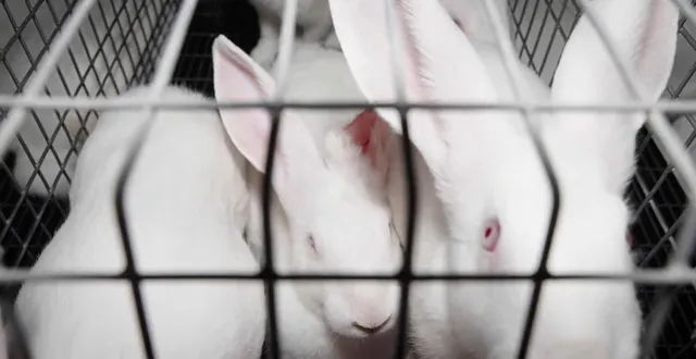 photo  les images de l214 avaient été filmées à l’intérieur même de l’élevage.  &copy;  capture d’écran l214 