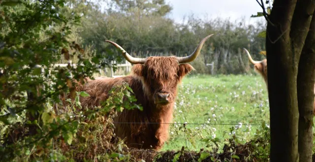 photo  dans les pâtures, on ne verra plus les vaches « highland » écossaises ni les chevaux camarguais présents de mai à octobre, chaque année depuis 2009.  &copy;  archives ouest-france 