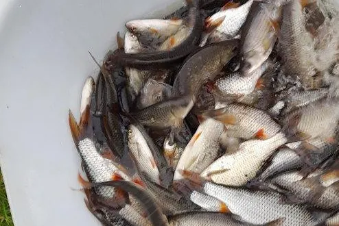 photo  les pêcheurs vont trouver des conditions de pêche idéales pour cette saison.  &copy;  ouest-france 