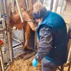 photo  marie a débuté dans la pédicure pour bovins après avoir travaillé en abattoir. 