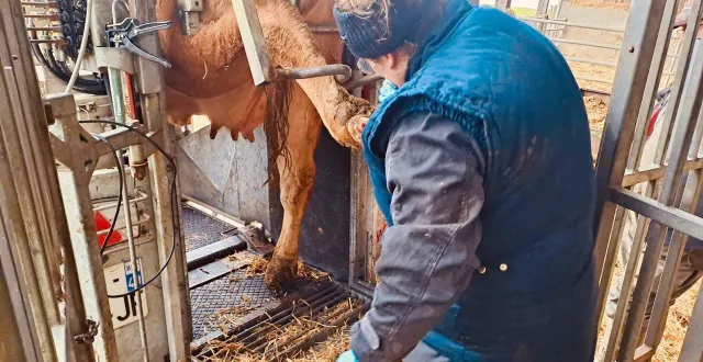 photo  marie a débuté dans la pédicure pour bovins après avoir travaillé en abattoir.  &copy;  archives personnelles 