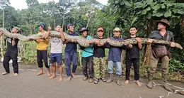 Info insolite  le serpent mesure 7,22 mètres de la queue à la tête. 