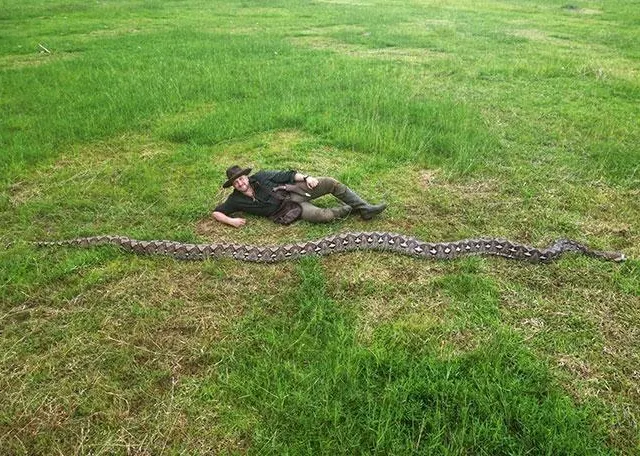 photo le photographe animalier radu frentiu en compagnie du serpent.  ©  guinness world records