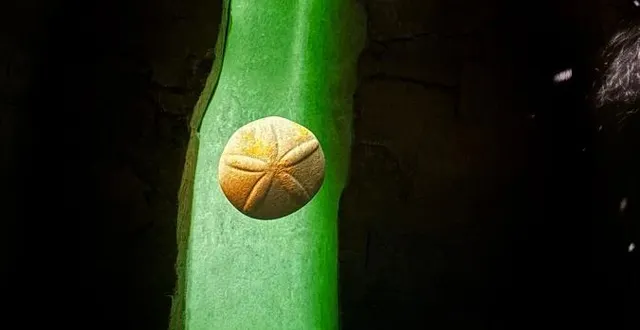 photo  echinolampas, c’est le nom de ce petit oursin, a trouvé une seconde vie quand ses multiples débris, en se sédimentant, ont formé le falun, roche typique de doué.  &copy;  ouest-france 