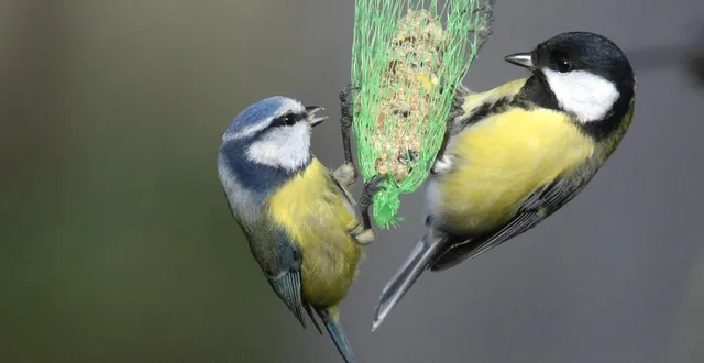 photo  la mésange bleue et la mésange charbonnière font partie des espèces qu’on retrouve le plus fréquemment dans les jardins dans le département du maine-et-loire.  &copy;  archives ouest-france 