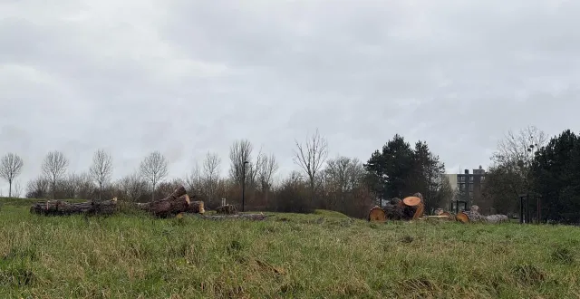 photo  le 5 février 2026, il ne restait plus que les troncs des pins qui ont arboré la sortie de damigny pendant plus de trente ans.  &copy;  ouest-france 