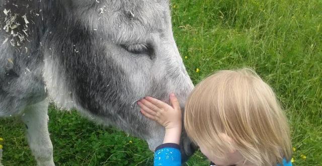 photo  « lili », l’ânesse de la famille hussenot, installée à bonchamp-lès-laval (mayenne) a été attaquée et tuée par le chien de leur voisin.  &copy;  collection particulière 
