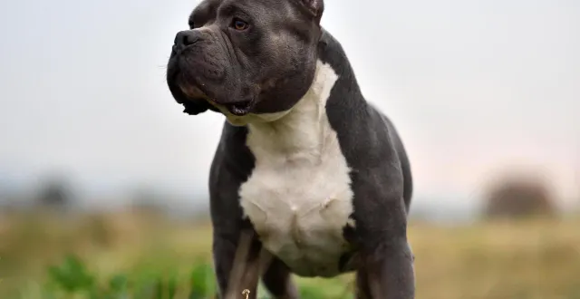 photo  l’élevage de chiens de race american bully inquiète les voisins. photo d’illustration.  &copy;  ouest-france 