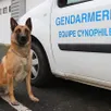 photo pacha, 6 ans, est berger belge malinois, spécialisé dans la défense et la recherche de personnes et fait partie de l’équipe cynophile de la brigade de gendarmerie de saumur.