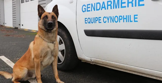 photo  pacha, 6 ans, est berger belge malinois, spécialisé dans la défense et la recherche de personnes et fait partie de l’équipe cynophile de la brigade de gendarmerie de saumur.  &copy;  co 