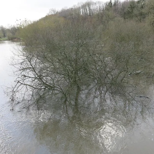 photo cet arbre se retrouve immergé dans la sèvre nantaise, après toutes les pluies de ces derniers jours.  ©  co – nadège desquiens
