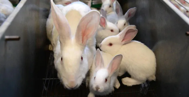 photo  installé à beaupréau-en-mauges, dans le maine-et-loire, un élevage de lapins en cage a été victime d’une intrusion en novembre 2025. l’agriculteur annonce avoir porté plainte contre l214 après la diffusion d’images tournées pendant deux mois (photo d’illustration).  &copy;  archives ouest-france 