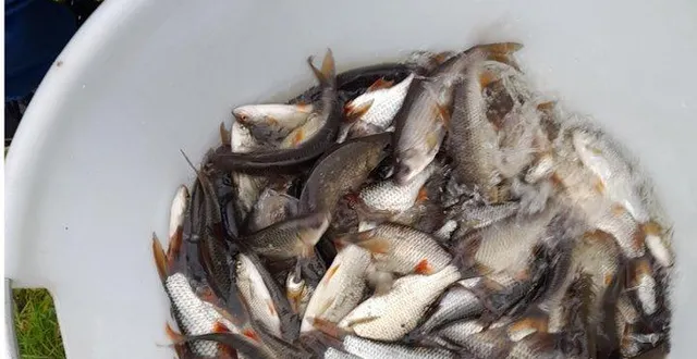 photo  l’alevinage de gardons a eu lieu le 30 janvier dernier.  &copy;  co 