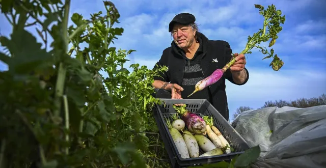 photo  prévelles, mercredi 28 janvier 2026. parmi la kyrielle de légumes que produit noël-lahaye-morin, le radis daïkon. une saveur douce, avec un léger goût de piquant. un peu de japon dans l’assiette !  &copy;  le maine libre - denis lambert 