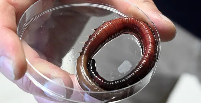 photo  l’hémoglobine du ver marin transporte quarante fois plus d’oxygène que celle de l’homme.  &copy;  jérôme fouquet/ouest-france 