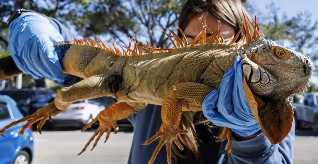 photo  un iguane givré rapporté le 2 février à la fwc, l’administration qui a organisé leur liquidation.  &copy;  cristobal herrera-ulkshevich, epa 