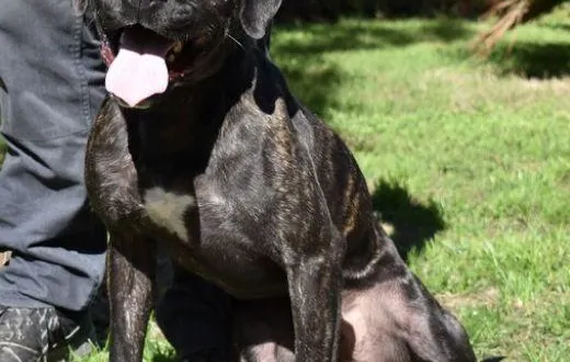 photo  gamin, un an et demi, est joueur et affectueux.  &copy;  spaa 