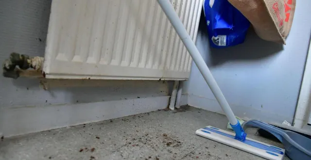 photo  les locataires dénoncent l’insalubrité de leur logement et la présence continue de cafards.  &copy;  co – marie delage 