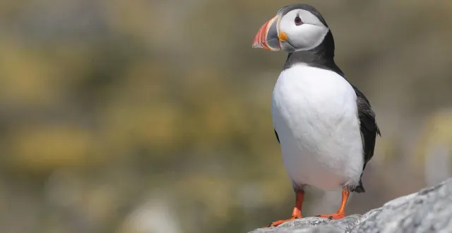 photo  des macareux moines ont été retrouvés sans vie, sur plusieurs plages de vendée, samedi 7 février 2026. (photo d’illustration)  &copy;  archives fotolia 