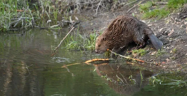 photo  un castor a été aperçu à la lande-chasles, samedi 7 février 2026, alors qu’il n’y a pas de cours d’eau dans la commune  &copy;  s. richier/office français de la biodiversité 