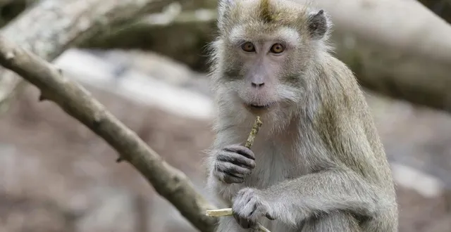 photo  l’étude a été menée sur des macaques par des biologistes japonais.  &copy;  archive thierry creux / ouest-france 
