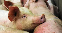 Info insolite  en chine, un homme a provoqué une coupure de courant en heurtant une ligne à haute tension avec un drone transportant un cochon. photo d’illustration. 